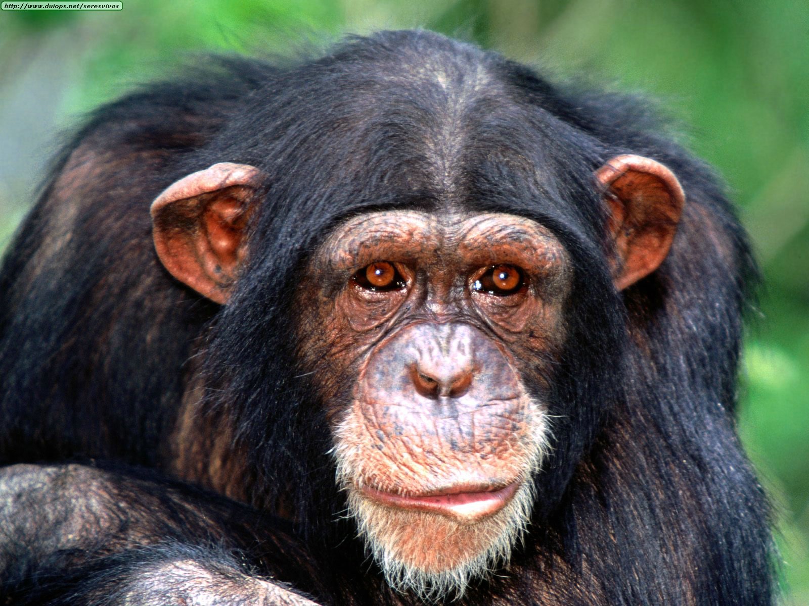 Chimpanzees